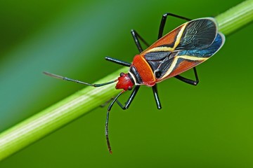 shield bug in the parks