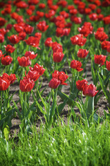 tulips