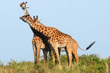 Giraffes in  the Masai Mara Reserve (Kenya)