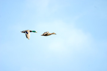 wild ducks flying