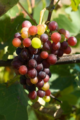 Grapes