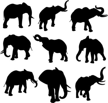 Elephant silhouettes