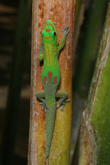 Gecko06