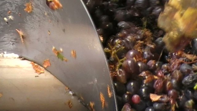Grape harvest time. The crusher takes the stems of the crapes.