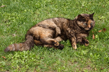 Gatto calico