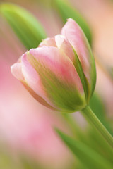 fresh and bright pink tulips in spring from Holland - 13528373