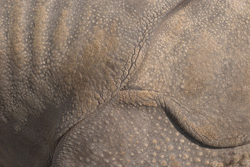 Rhinoceros Skin