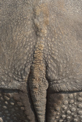 Rhinoceros Skin