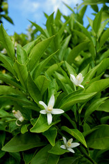 Orange tree flowering