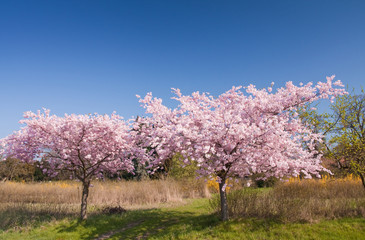 Fototapeta na wymiar cherry tree in bloom