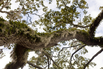 Vines and Spanish Moss up Tree Trunk