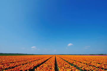 field of tulips