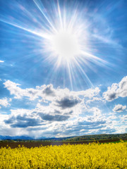 Colza field under spring sun