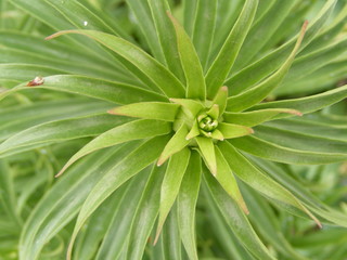 Fototapeta premium lily leaf curl