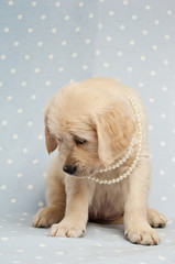 Golden Retriever Puppy isolated on a blue background