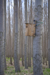 Birdhouse in Poplar Grove