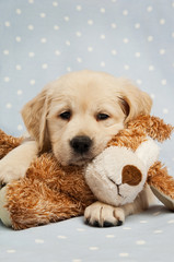 Golden Retriever Puppy isolated on a blue background