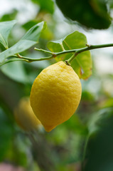 Lemon fruit on lemon  tree