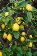 Lemon fruit on lemon  tree