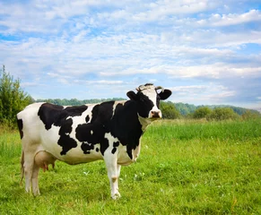 Aluminium Prints Cow cow on meadow