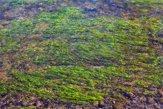 algae in the river, an abstract background