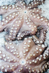 octopus