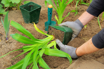 Taglilie pflanzen - planting a daylily 01