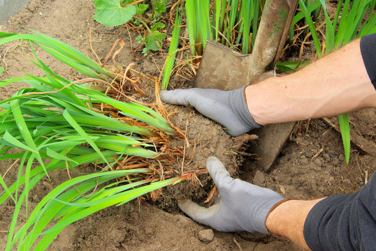 Staude teilen - shrub splitting 02