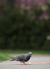 Pigeon feeding on breadcrumbs in a park