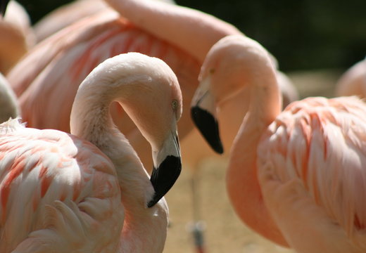 flamands roses