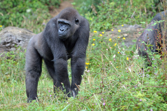 Jeune Gorille