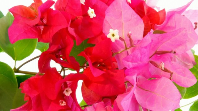 Zoom avant sur bougainvillier.