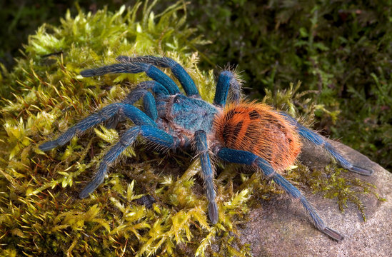Green Bottle Blue Tarantula