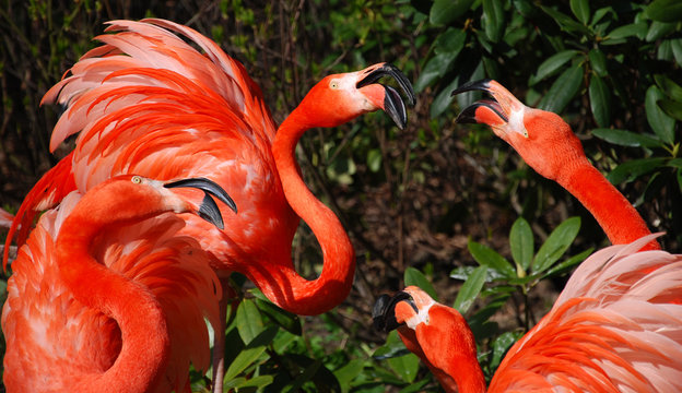 flamingo