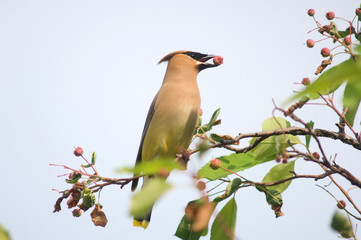 cedar waxwing with berry