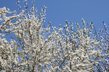 frühling