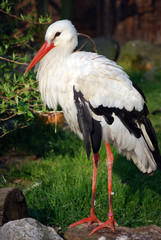 white stork