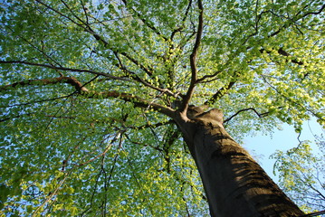 Fototapeta premium tree