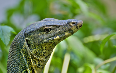 monitor lizard at the chao phraya river in bangkok