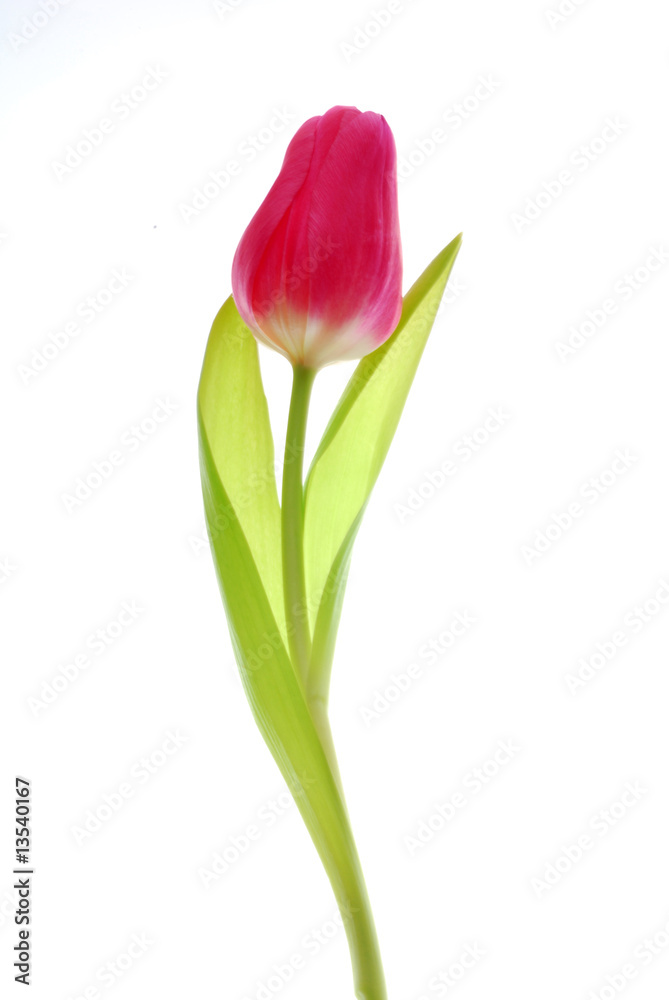 Poster pink tulip