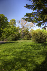 Fototapeta na wymiar Green park with old tree