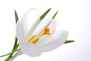Crédence de cuisine en verre imprimé Crocus fleur de crocus blanc