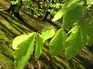 beech leaves