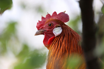 Zwerg-Ph&ouml;nix-Hahn