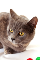 Grey cat  white background
