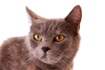 Grey cat  white background