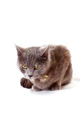 angry cat  sits on white background © New Africa