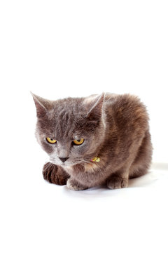 angry cat  sits on white background