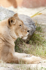 Obraz premium Lioness 3