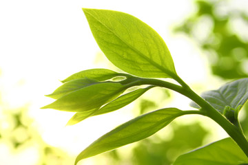 green leaves